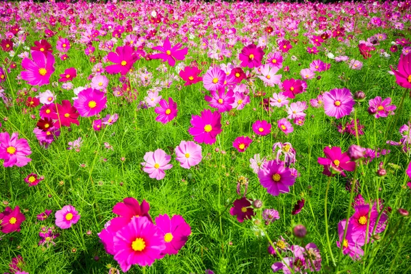 コスモスの花の半ば中央の中庭の美しいと青い空 — ストック写真