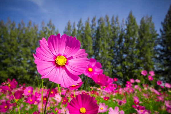 Cosmos flores centro Patio central Un cielo hermoso y azul —  Fotos de Stock