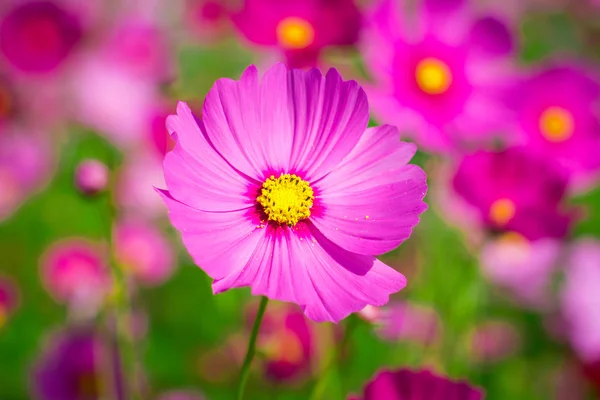 Cosmos flores centro Patio central Un cielo hermoso y azul —  Fotos de Stock