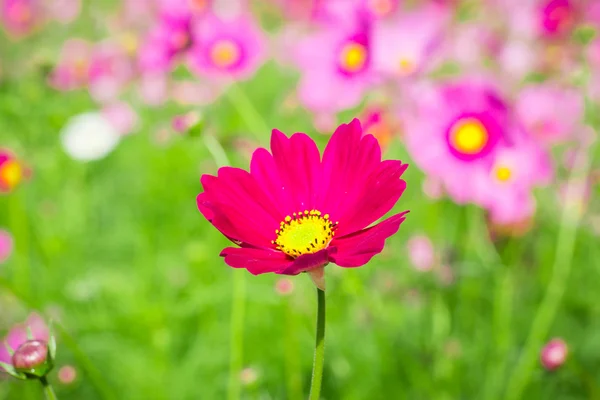 Cosmos flores centro Patio central Un cielo hermoso y azul —  Fotos de Stock