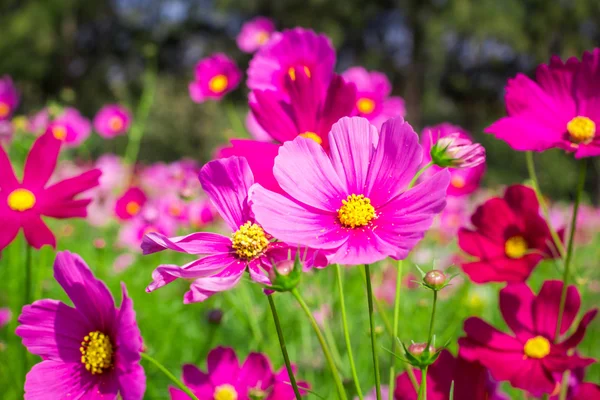 Cosmos fleurs mi-cour centrale Un ciel beau et bleu — Photo