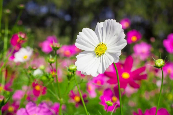 Cosmos fleurs mi-cour centrale Un ciel beau et bleu — Photo