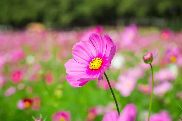 Cosmos flores centro Patio central Un cielo hermoso y azul —  Fotos de Stock