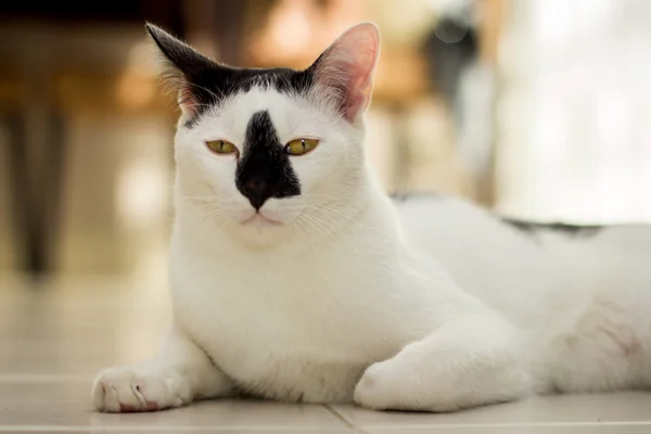 Белый кот, черный нос — стоковое фото