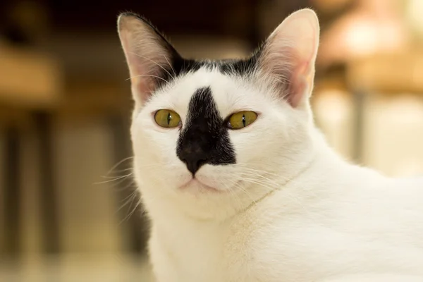 Gato branco, nariz preto — Fotografia de Stock
