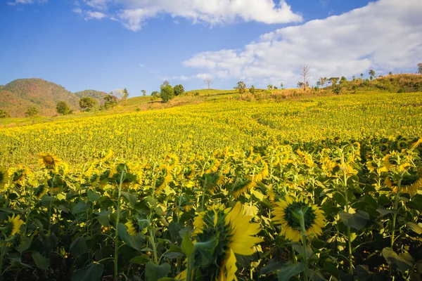 НД квіти поле Синє небо та і яскраве сонце вогні в phayao в Таїланді — стокове фото