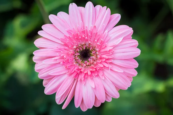 Gerbera flor, vista superior, fondo borroso — Foto de Stock