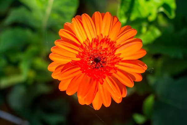 Gerbera flor, vista superior, fondo borroso — Foto de Stock