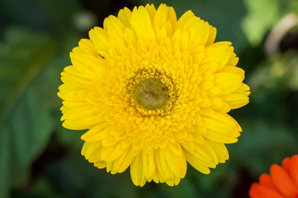 Gerbera flor, vista superior, fondo borroso — Foto de Stock