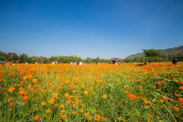 Sarı cosmos çiçek, pek çok çiçek, güzel