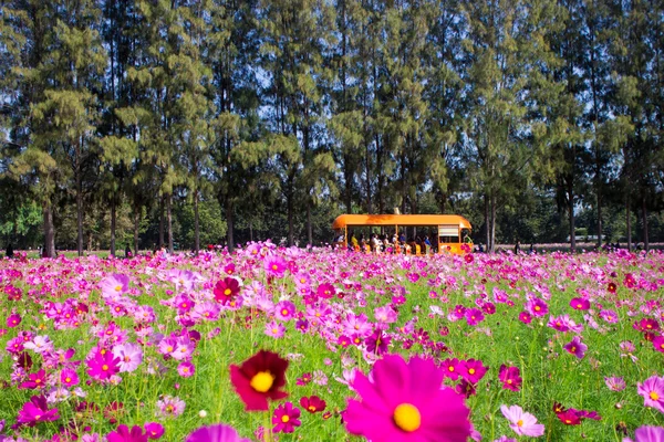 Cosmos fleurs mi-cour centrale Un ciel beau et bleu — Photo