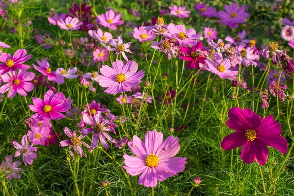 Cosmos orta Merkez avluya A güzel ve mavi gökyüzü çiçekleri — Stok fotoğraf