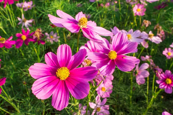 Cosmos orta Merkez avluya A güzel ve mavi gökyüzü çiçekleri — Stok fotoğraf
