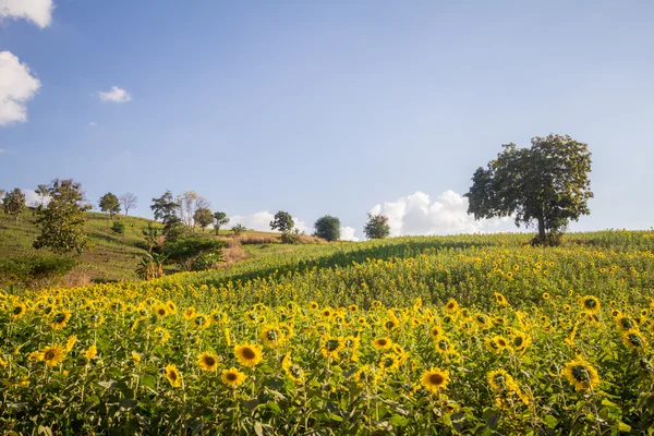 Sun flowers field blue sky and and bright sun lights at phayao in thailand Stock Picture