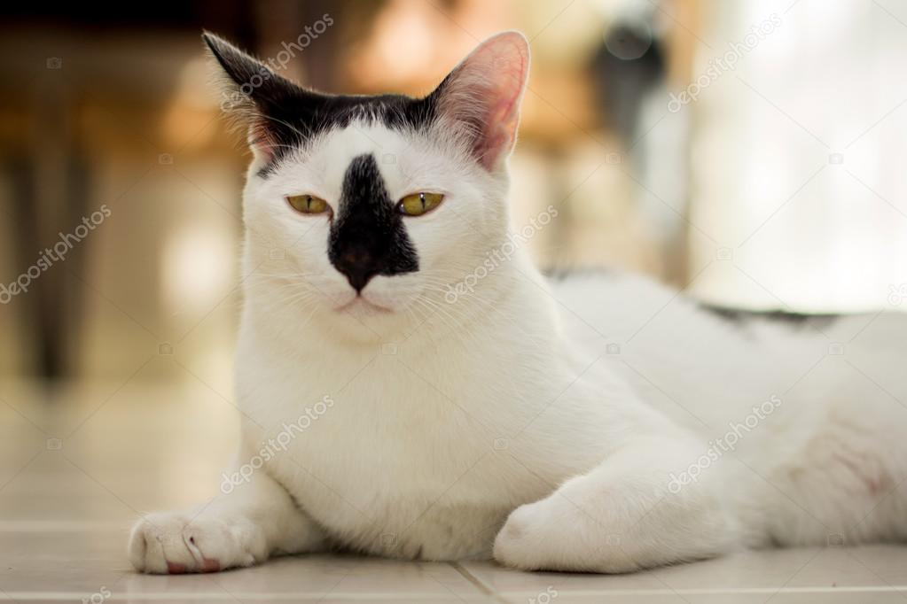 Weiße Katze Schwarze Nase Stockfoto Janong054 70487357