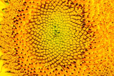 Yakın kadar makro ayçiçeği Bahçe