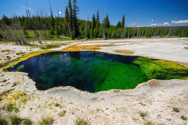 Pulgar oeste en el Parque Nacional de Yellowstone, Estados Unidos — Foto de Stock