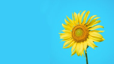 Parlak gökyüzü ve çiçek Ayçiçeği, mavi gökyüzü, vintage