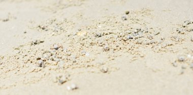 Kumsaldaki küçük yengeçler, Malezya