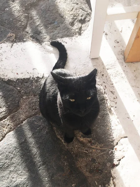 Black Cat Hungry Croatia — Stock Photo, Image