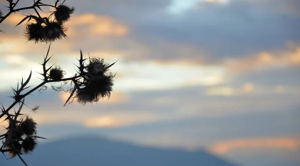 Vista Del Atardecer Planta Espinosa Seca Fondo —  Fotos de Stock