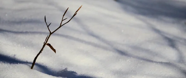 Winter Twig Daytime Snow Background — Stock Photo, Image