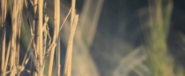 Kuru Çimen Kapalı Gün Işığı Arkaplanı