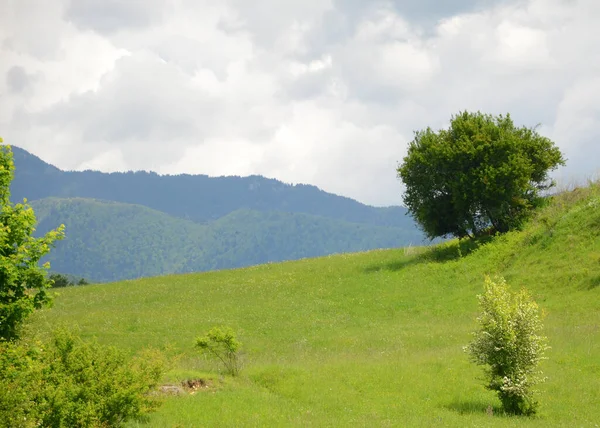 Gündüz Yeşil Çimen Doğal Arkaplan — Stok fotoğraf