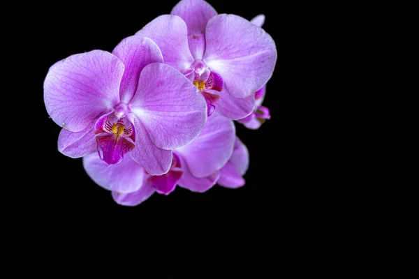 Detail Pink Orchid Black Background — Φωτογραφία Αρχείου