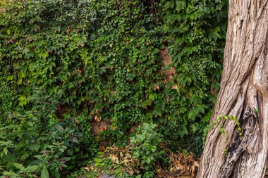 Partenocissus quinquefolia bir duvarı kaplıyor. Arkaplan ve grafik varlıkları için ideal