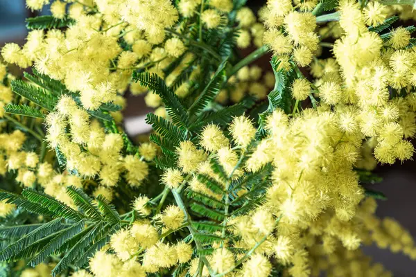 Esplêndido Buquê Mimosas Amarelas Símbolo Dia Das Mulheres — Fotografia de Stock