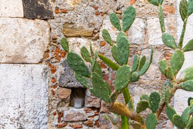Eski bir Sicilya taş duvarında dikenli armut