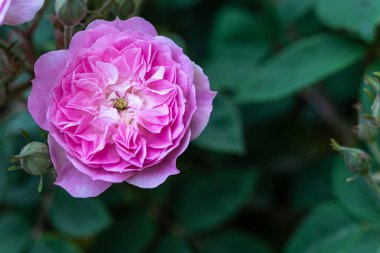 Mor gül yeşil arka planda.