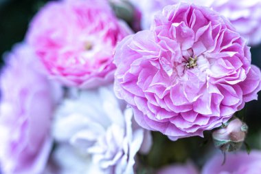 Güllerin arka planında mor güller