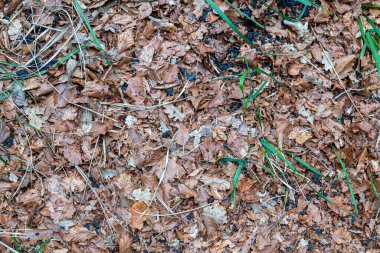 kavak kuru yaprak halı arka plan için idealdir