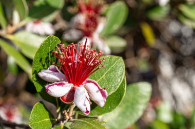 Feijoa sellowiana, Myrtaceae familyasından bir bitki türü.
