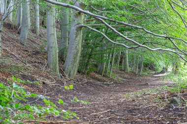 Yüksek bir dağ ormanının tipik yolu