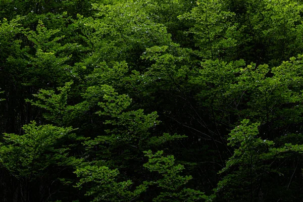 View Forest High Mountain Poplars — Stock Photo, Image