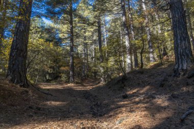 Huzurlu bir ormandaki uzun ağaçların arasından gün ışığı akıyor..
