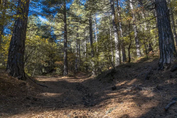 Huzurlu bir ormandaki uzun ağaçların arasından gün ışığı akıyor..