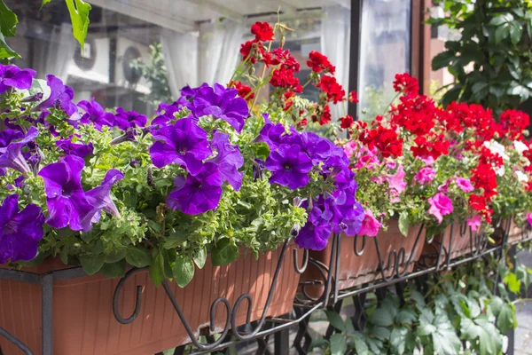 Balcony flower boxes filled with flowers Royalty Free Stock Images