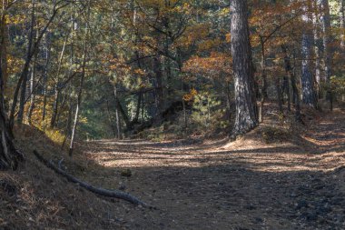 Huzurlu bir ormandaki uzun ağaçların arasından gün ışığı akıyor..