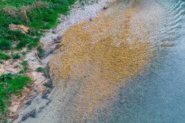 Altın nehir taşlarının üzerinde berrak su