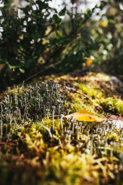 Makro fotoğrafçılık mikro dünyası. Güneşte ormanda mantar var.