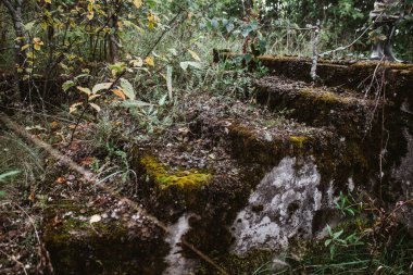 Yeşil yosunlarda eski adımlar