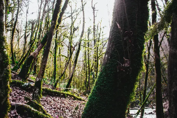 Viejo Árbol Con Musgo Primer Plano Bosque — Foto de Stock