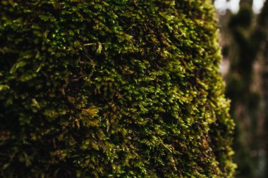  Arkaplanda yeşil yosun var