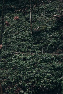 Dağlardaki ormanda eko-patika. Dağlardaki bitkilerin tamamen yeşil fotoğrafları