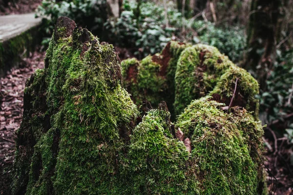 Tocón Árbol Viejo Musgo Verde Primer Plano — Foto de Stock