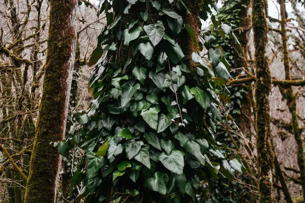 Árbol Tropical Cubierto Liana Trepadora — Foto de Stock